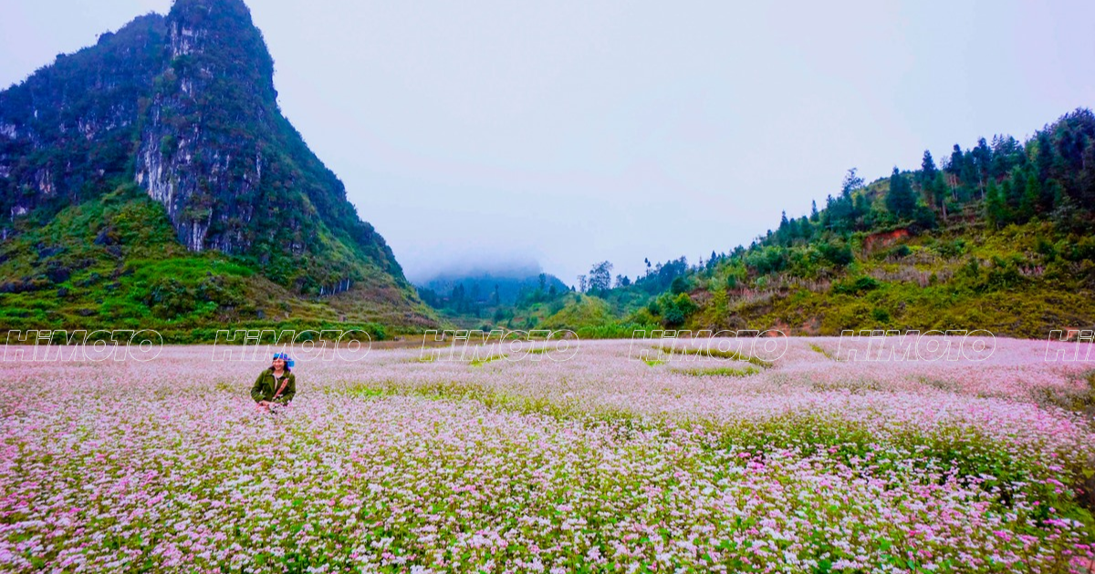 Cánh Đồng Hoa Tam Giác Mạch Hà Giang
